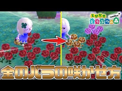 【解説】金のバラの咲かせ方 とびだせどうぶつの森攻略【とび森】