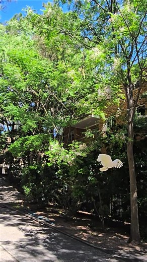 Whistling up a few cockatoos on a fine Sydney day