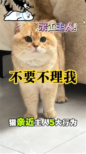 猫咪🐱亲近主人的五大行为！不要再忽略它了！ #cute #pets #萌寵 #貓咪日常 #cat #貓咪 #养猫经验分享 #寵物日常 #新手养猫 #萌宠 #猫咪行为