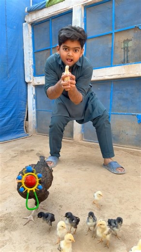 Murgi k bachy wapis krdiya 🐥😍