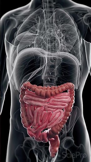 🍽️ Peristalsis: The Wave That Moves Your Food 🍽️
