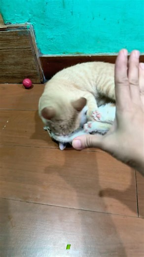 Catch big frogs funny | Try don't laugh |wepwepcatching frogs make you laugh #shortsviral#cat