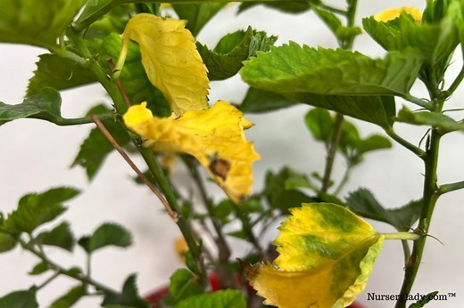 Why Are My Hibiscus Leaves Turning Yellow? (Causes Fix)