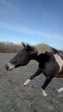 If you don’t know who Wizard The Angry Stallion is this is for you Enjoy