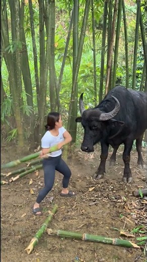 She was attacked by a buffalo😱 #survivalgame #bushcraft #lifehacks