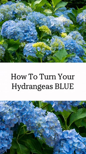 Change Hydrangea Bloom Color: Soil pH Guide