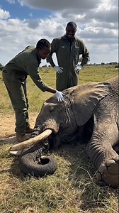 Heroic wildlife vets save an elephant after its tusk got stuck in its trunk for three long, agonizing days. #rescue #animals #usareels 🎬This video was produced by Network Media and BlueAxis | The Imaginary Art Exhibit
