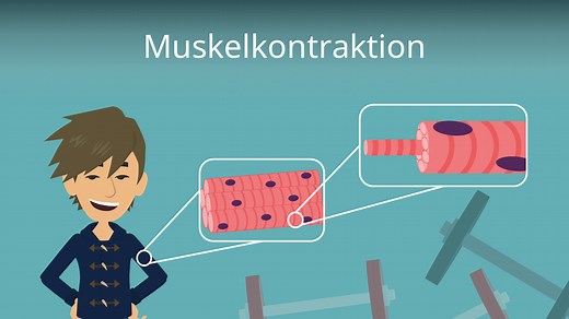 Muskelkontraktion Arten
