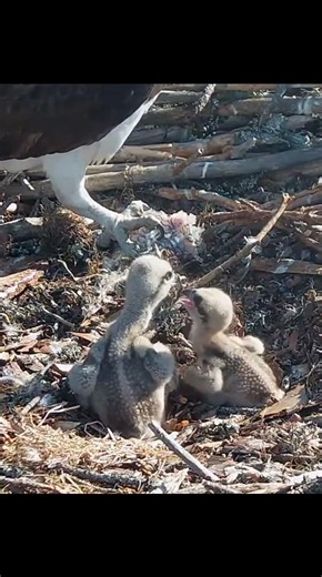 Big chick bonk small chicks #ospreys #birds #nest #ospreynest #ospreycam