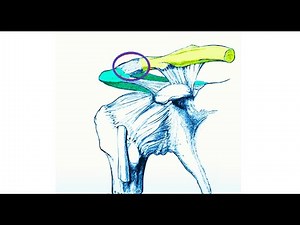 Acromio Clavicular Joint Injury