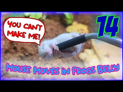 (Live Feeding) Mouse struggles for freedom inside the frog [Ep 14]（ライブフィーディング）マウスはカエルの中から自由を求めて奮闘します