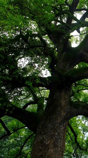 This omen arrived as a gentle reminder from the unseen. Embrace its meaning, carry it into your daily life, and offer its wisdom to a soul who may need light today. Pass it forward and show gratitude with a like. #themalatree #treeomens #gemstonesph #crystalsph | THE MALA TREE Crystal Shop