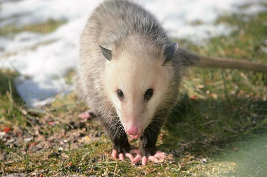 Do Possums Eat Chickens? Tips To Protect Your Flock