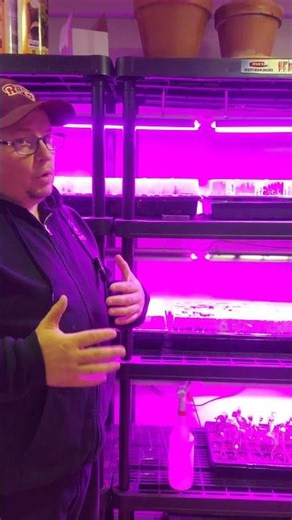 #seedtotable#growlights#seedstarting#indoorgardening#shortsMy Grow Light Setup 🌱