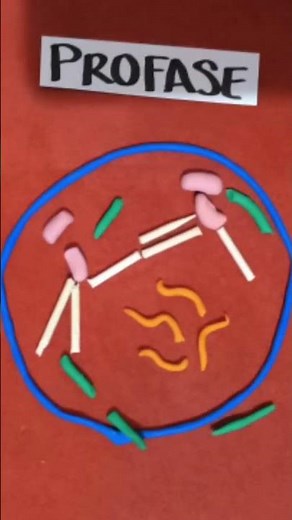 Fases de la mitosis