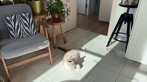 Rare Ojos Azules Cat Lying On Stock Footage Video (100% Royalty-free) 4024965835 | Shutterstock