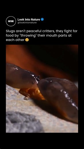 Nature on Instagram: "It’s a surprising showdown in slow motion: two slugs fiercely battling over food by swinging their mouthparts at each other in a slug-sized duel. Though often thought of as slow and harmless, even these quiet creatures show a competitive side when resources are on the line.​ Slugs use their radula, a tongue-like organ covered with tiny teeth, to rasp food and interact with rivals. This “mouthpart swinging” is both a feeding tactic and a way to assert dominance, proving that