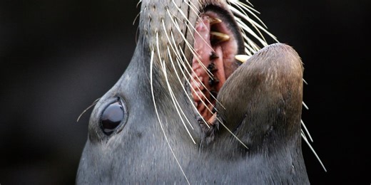 Pregnant sea lion crashed golf tourney, reluctantly returned to sea