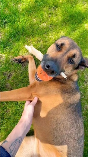 When a puppy flops it is so cute and funny to watch
