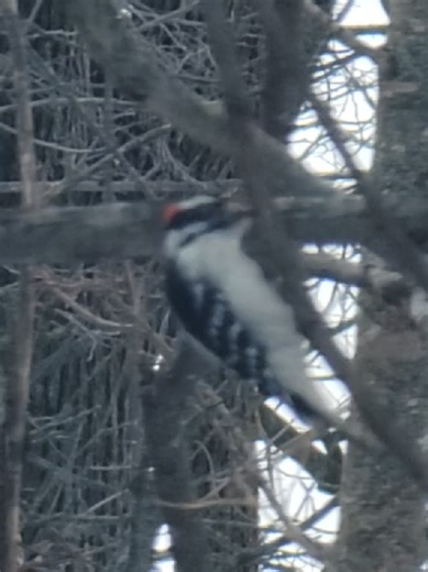 cardinal call and Downy Woodpecker #Woodpecker #cardinals #birdcalls #wild #fyp