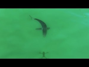 Large Great White Shark Chases Drone Shadow Like a Laser Pointer