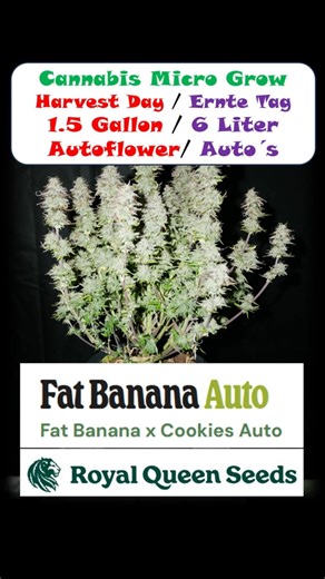 RQS – Fat Banana Auto – Harvest Day / Erntetag – 4K Video #cannabiscommunity #grow #indoorgrowing