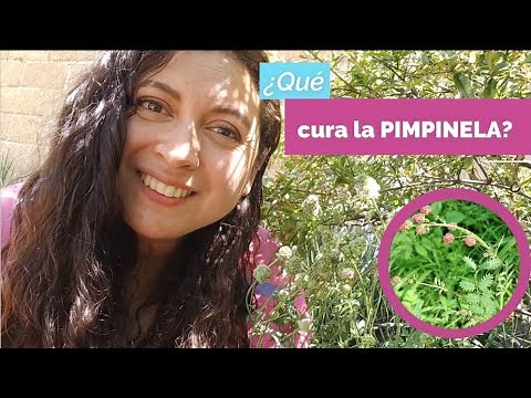 PIMPINELA: Conoce sus principales cuidados, su uso en la medicina y en la cocina. Platillo extra