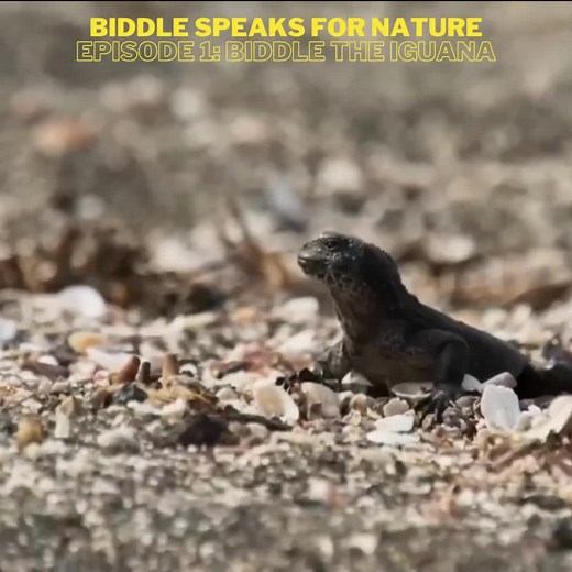 Biddle Speaks for Nature, Episode 1: Biddle the Iguana #staynimble