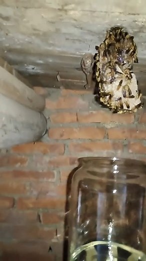 935K views · 2.4K reactions | Are you scared    #bee #scared | Amazing Makeup | Facebook