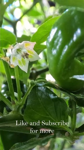 These Flowers Will Turn Into Spicy Lemons 🍋🔥 (Hydroponic Aji) #shorts