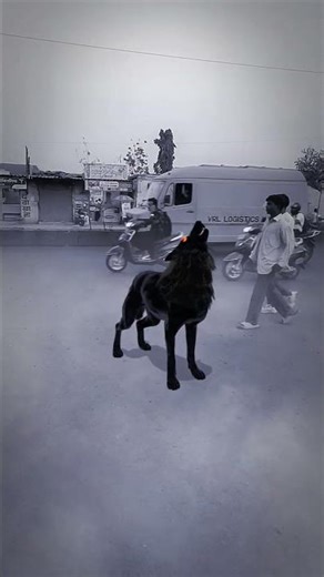 Wolf Howling Sound In Village |#wildlife#nature#forest#wolfsong#viralshorts#wolfsounds#shorts