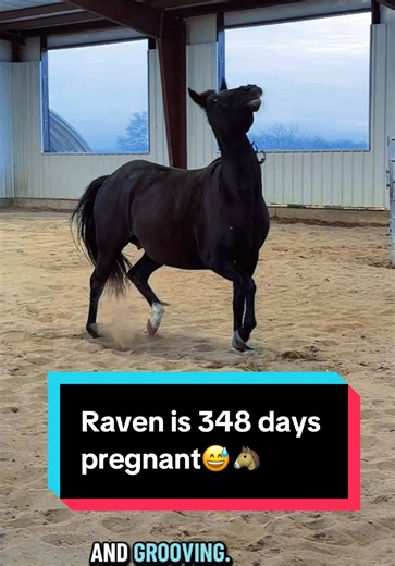 Raven is 348 days pregnant😅🐴 | Katie Van Slyke