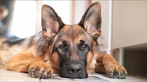 How to Take Care of a German Shepherd Dog?
