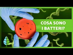 Cosa sono i BATTERI? 🦠 | Definizione, caratteristiche e classificazione