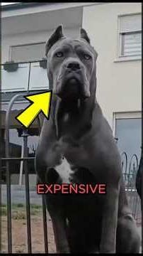 Top 5 Most Expensive Dog Breeds That Cost More Than Luxury Cars! 🐶💰