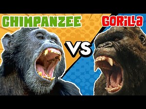 Gorilla VS Chimpanzee | Who Would Win?