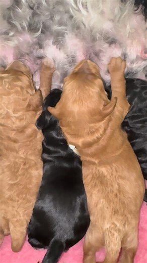 Leanne’s Groodles on Instagram: "Omg we are getting big and drinking lots of yummy milk thanks to our amazing mum #leannesgroodles #groodlesofmelbourne #groodlesofinstagram #groodle #puppies #groodles #groodles #groodlepuppy #melbourne #groodlesofsydney #groodlesofperth #groodlesofbrisbane #groodlesau #goldenretriever #goldenretrieversofinstagram #goldenretrieverlover #fyp #babies #homebred #gorgeous #yummyyummyyummy"