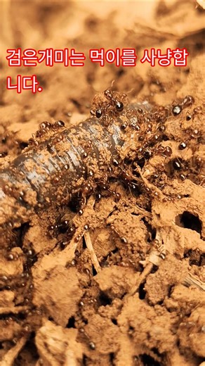 Insect World - Black Ants #Ants #Animals #InsectBites #WildAnimals #NationalInstituteofBiological...