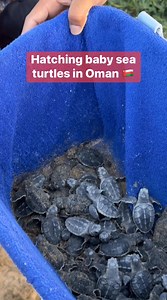 3K views · 24 reactions | Baby sea turtles are so cute. Went to see them hatching at the beach in Muscat. They dug up the nest and cleaned the beach and released them… ready for the big journey in the ocean. ❤️ #oman #muscat #seaturtle | Traveltomtom | Facebook