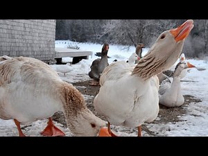How To Use Geese Effectively As Guard Animals