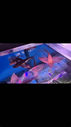 OK, so maybe they aren't dragons flying around at the top of the aquarium, but we do enjoy using our imaginations! These are African Butterfly Fish - 𝘗𝘢𝘯𝘵𝘰𝘥𝘰𝘯 𝘣𝘶𝘤𝘩𝘩𝘰𝘭𝘻𝘪, and aren't they marvelous! They can be a fantastic addition to a carefully chosen community that doesn't contain snack-sized fish. Please ask :-) They're priced at £12.95 each or 3 for £35.00. For further information please contact us on 01773861255 - Tropical Department. | Wharf Aquatics