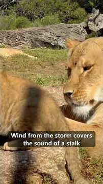 6x More Night Vision Than You #Lions #NightHunting