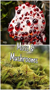 Moss & Mushrooms: The Strange Forest Duo (Feat. Bleeding Tooth Fungus!) 🍄 Moss and mushrooms create some of the most mystical scenes in nature, thriving together in damp, shady forests. While moss is an ancient rootless plant, fungi play a crucial role in breaking down organic matter and supporting ecosystems. But among them, one of the strangest is the Bleeding Tooth Fungus—a wild, eerie mushroom that ‘bleeds’ red droplets! In this short video, discover the fascinating connection between moss 