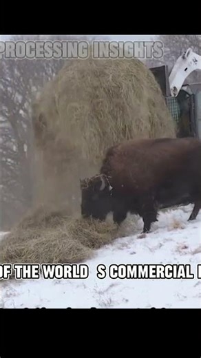 From Wild Herds to Premium Meat Inside the Moder 2