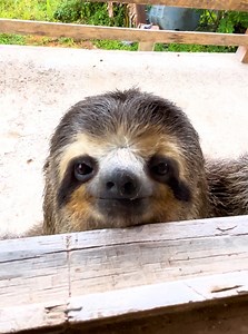 Adorable sloth drops by for a visit! 🦥 | Animal Lovers