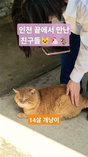 장봉도 여행중만난 동물들 #travel #동물영상 #국내여행 #인천가볼만한곳 #장봉도 #여행