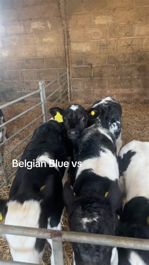 Belgian Blue vs Wagyu Cattle Comparison