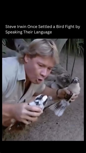 Visual Spirits on Instagram: "Steve Irwin broke up a kookaburra fight by speaking their language. In this classic moment, Steve uses a loud, confident “kookaburra laugh” to stop two birds mid-fight. But it is more than just a funny noise. The kookaburra’s call is actually a territorial signal, used by family groups to claim their space and ward off rivals. By mimicking it so convincingly, Steve inserts himself into their social dynamic as a dominant voice. His call likely confused the birds. The