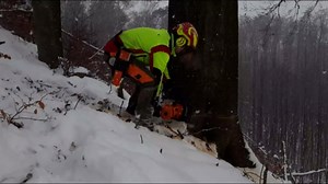Revolutionizing Beech Logging: Innovative Beech Tree Felling Techniques