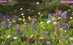 《邂逅》欣赏，什么软件可以打开rmvb视频